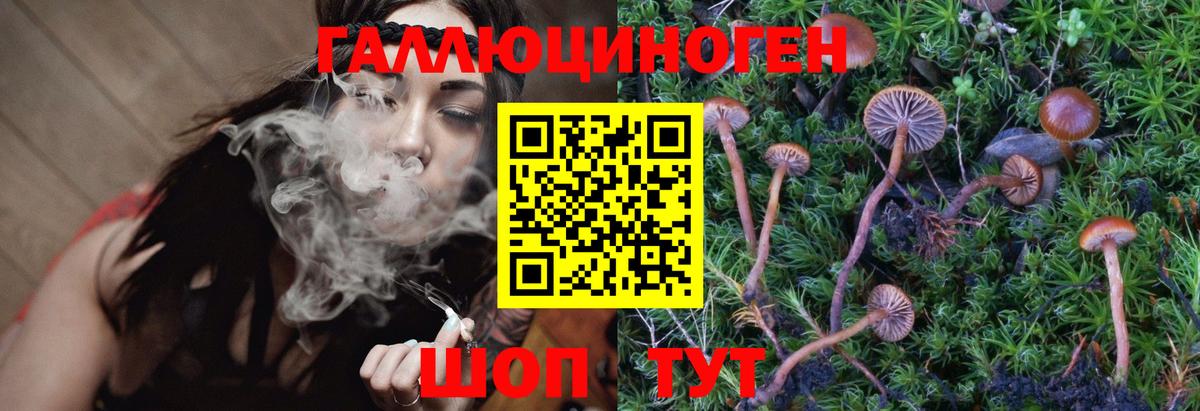 Псилоцибиновые грибы GOLDEN TEACHER Осинники